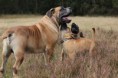 /album/brutus/brutus-5-jpg/